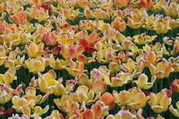 IMG 0874