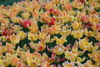 IMG 0875